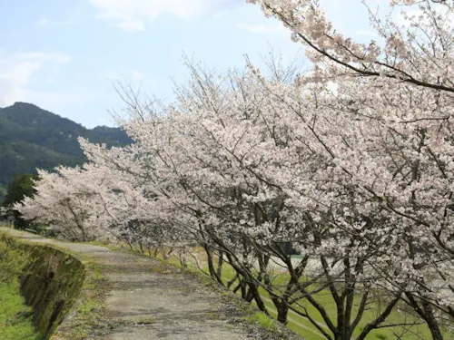 【3月27日(土)~28日(日)開催】町内の桜スポットでお花見&移住者交流会