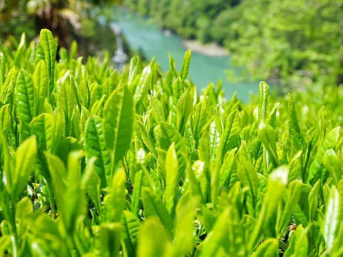 村の急斜面で栽培される「中井侍銘茶」
