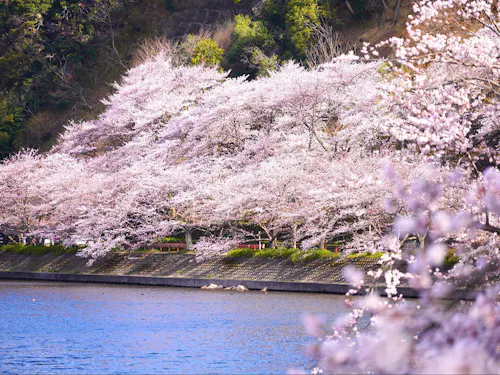 海津大崎の桜
