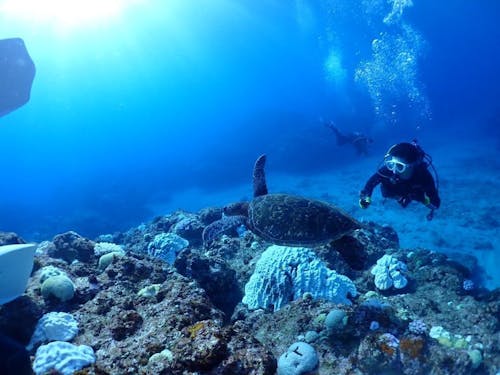 千間海岸でスキューバダイビング。