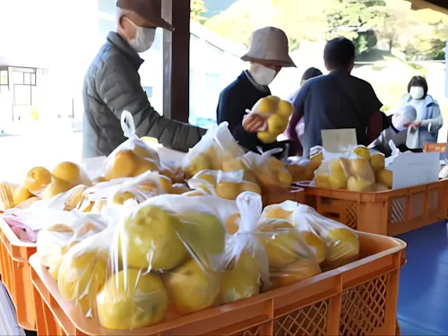 県内有数の生産量を誇る神河町の「ゆず」