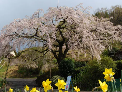 西分のしだれ桜