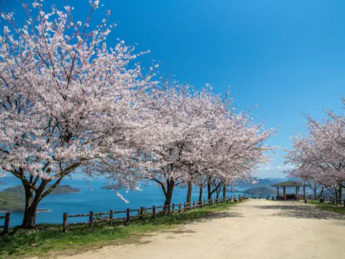 春の紫雲出山
