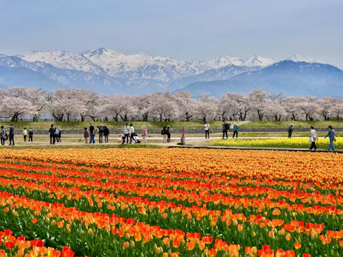 北アルプス、桜並木、菜の花、チューリップが咲きそろう、あさひ舟川「春の四重奏」