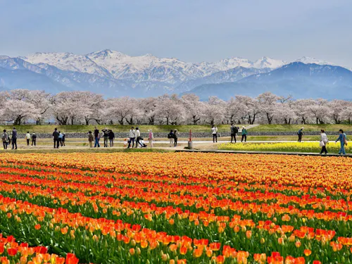 北アルプス、桜並木、菜の花、チューリップが咲きそろう、あさひ舟川「春の四重奏」