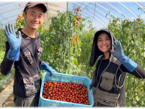 ミニトマト農家として新規就農しました!