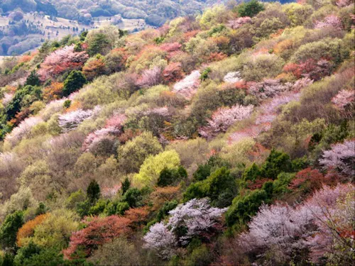 ヤマザクラが55万本自生する、全国屈指の桜の名所です