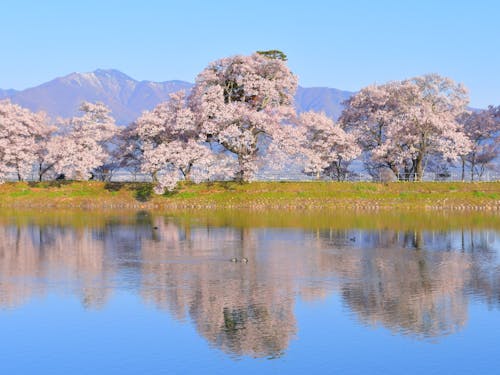 伊那市美篶の六道の堤、ため池に映る桜は息をのむ美しさ🌸