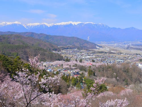 中央アルプスの雪🏔と高遠の桜🌸の共演!