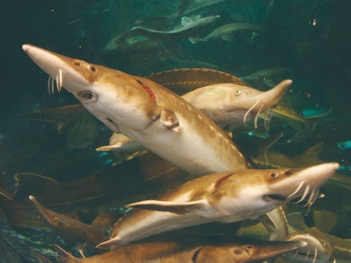 チョウザメとキャビアによるまちおこし奮闘中!