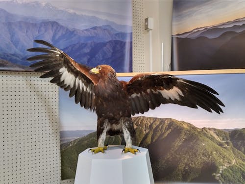 伊吹山の頂点 イヌワシ