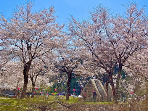 【清津川フレッシュパーク】をはじめ、桜の名所がたくさんあります!