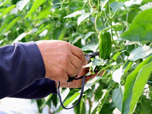 特産品であるピーマンの収穫風景
