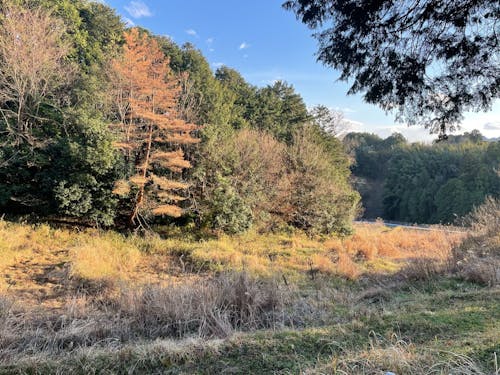 荒廃した農地の様子