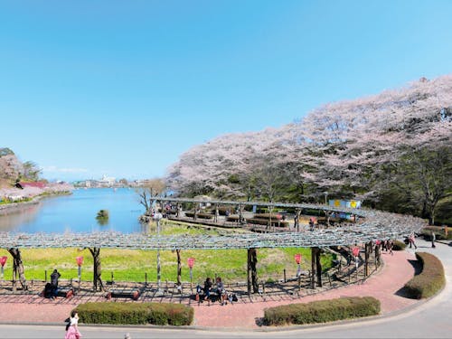 観光地でもある市民の憩いの場「蓮華寺池公園」