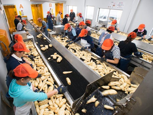 さつまいもの選別をする様子(株式会社海連)