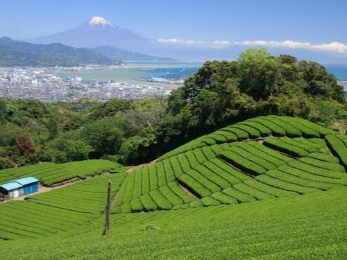 市街地から車を走らせると見事な茶畑が広がります