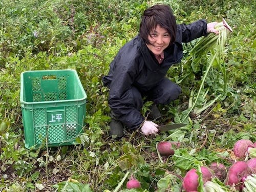 上平で赤かぶ収穫のお仕事中