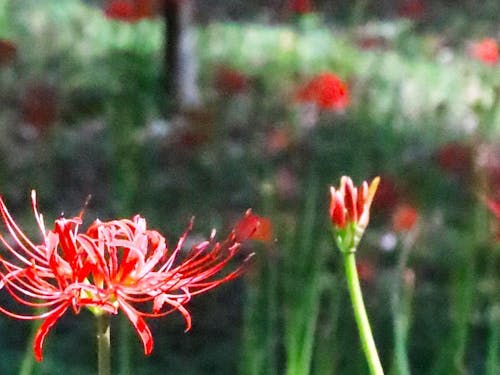 皇子原公園のヒガンバナ