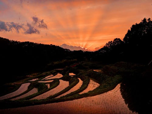 様々な表情を見せてくれるよこね田んぼです
