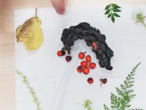 自然観察で集めた植物