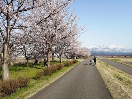 春先は、桜並木と山の残雪のコントラストを眺めながらお散歩。