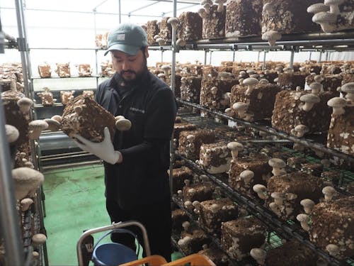 きのこの栽培工場で働くおぐマル職員の吉岡さん