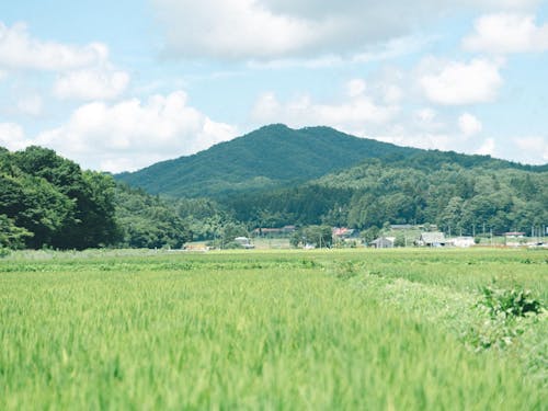 休耕地が息を吹き返し、里山の風景を取り戻しています
