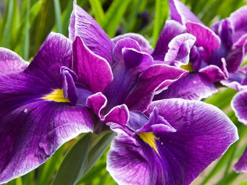 あわら市の花　花菖蒲！