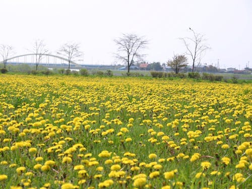 雪の少ない暮らしやすい土地です