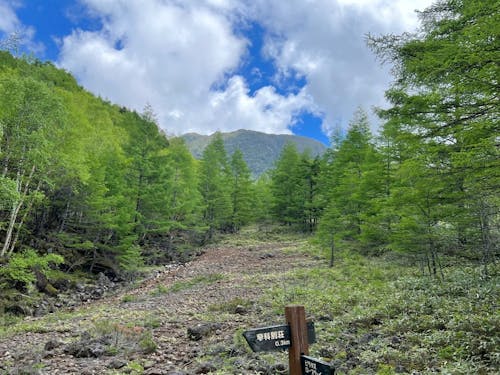 新緑のトレッキングコース