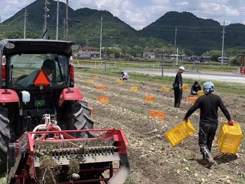 にんにくの収穫作業