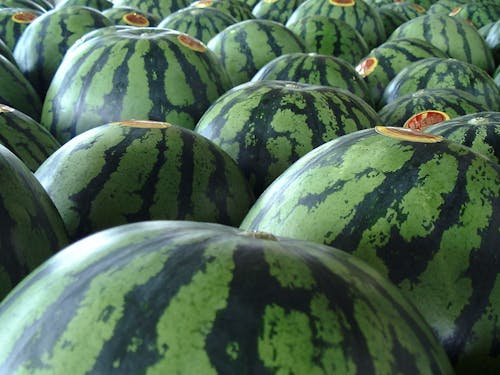 シャリ感と飽きのこない甘みのスイカ