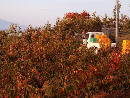 ゆしおファームの柿畑。秋は山々が紅葉に色づきます。