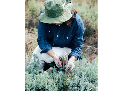 ラベンダーのお手入れをされている様子