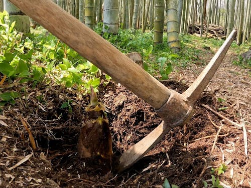 たけのこってこうやって掘る!