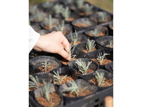 ラベンダーの挿し木作業