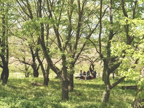 初夏の木陰でピクニックを楽しむこともできます