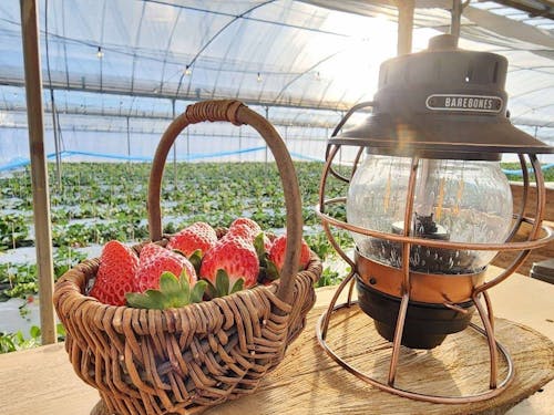 阿蘇の特産、イチゴ狩り♪