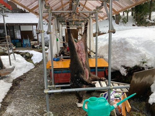 市に認められたハンターになれば、有害鳥獣を一年中捕獲でき、報償金も出ます