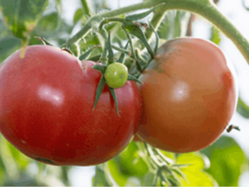 大石さんが育てた真っ赤な大玉トマト