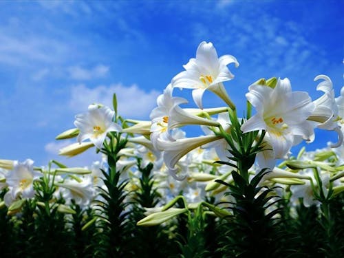 「花の島」と呼ばれる沖永良部島の代名詞でもあるユリの花