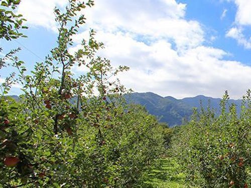 秋の稔りの準備は、早い時期からはじまります🍎
