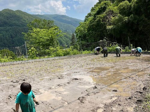 子どもたちも泥んこになって手植えを体験!