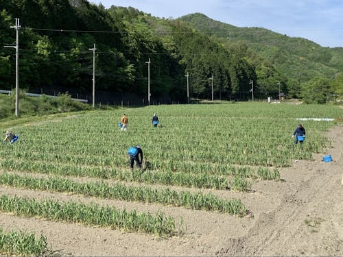にんにくの芽摘み作業