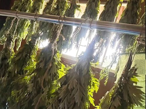 よもぎを干している様子