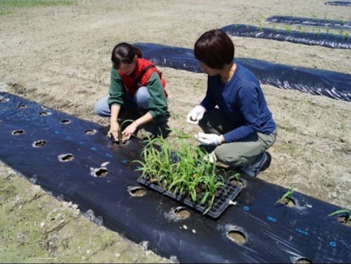 広大な畑で、野菜の植え付け作業をイチから丁寧に教えてもらいます。