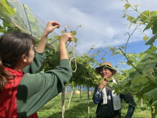 地味なツル切り作業が、翌年のぶどうの出来を左右します。丁寧に、1つずつ。