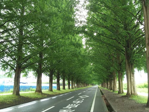 メタセコイア並木