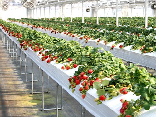 特産品のいちご